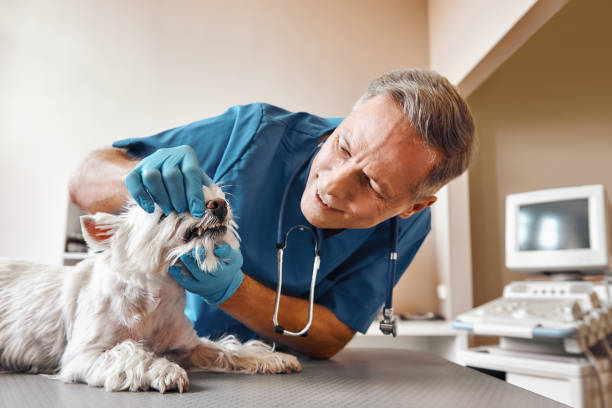 Best Emergency Dental Care for Broken or Chipped Teeth in Rogers, TX